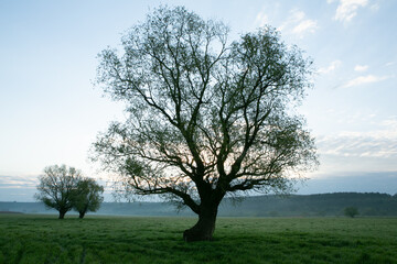Lonely tree in the rice field with reflection in water. Big tree in a green field at sunset. Beautiful spring landscape.