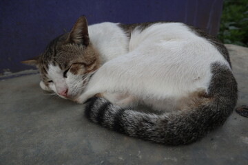 a cat sleeping on the floor