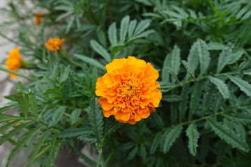 1 double orange flower of Tagetes patula in mid July