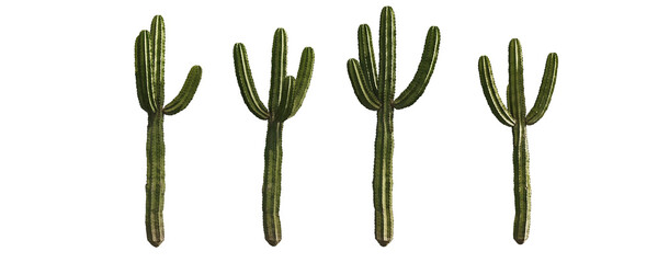 Cactus on a transparent background. Plants without background PNG