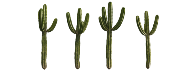 Cactus on a transparent background. Plants without background PNG