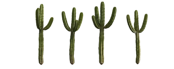 Foto auf Acrylglas Cactus on a transparent background. Plants without background PNG © Anastasiia