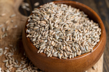 Rye grain for making flour and bread