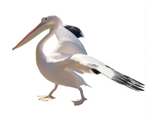Pelikan freigestellt