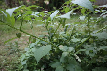 Physalis angulata L in the garden