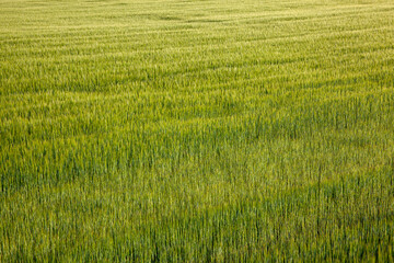 Agricultural field with a large number of green cereals