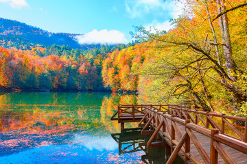 Fototapeta na wymiar Autumn forest landscape reflection on the water with wooden pier - Autumn landscape in (seven lakes) Yedigoller Park Bolu, Turkey