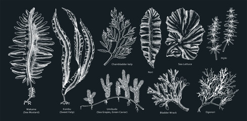Hand drawn seaweed vector illustrations. Hand drawn sea vegetables - kelp, wakame, kombu, hijiki vector illustration. Edible algae drawings with names on chalkboard. Asian menu design elements © sketched-graphics