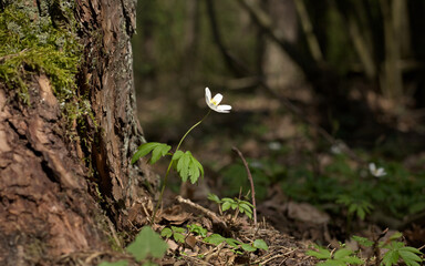 White spring flowers. White Anemones, spring forest on a green background, Anemone nemorosa. Tree bark with white flowers.