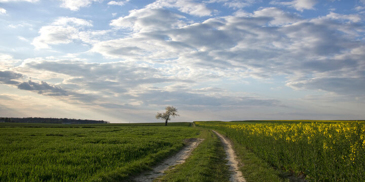 Blue sky with lonely tree in the fields. Dirt road leading through te fields. Countryside landscape, rural panoramic landscape. Spring on the country. Yellow rapeseed.