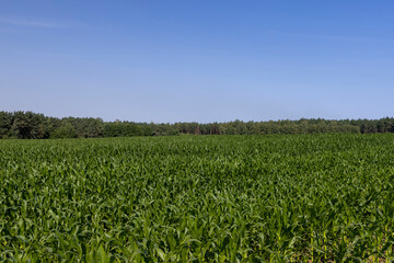 Fototapeta na wymiar Green corn bushes in the field