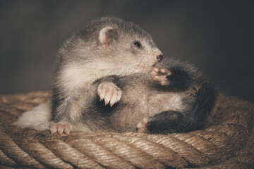 Silver grey five weeks old ferret baby posing for portrait on hemp rope
