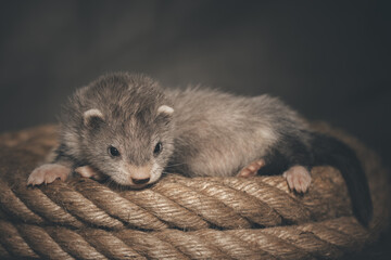 Silver grey five weeks old ferret baby posing for portrait on hemp rope