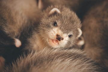 Group of five weeks old ferret babies in studio - detail