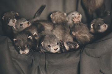 Group of five weeks old ferret babies in studio - detail
