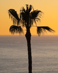 Palmera con un atardecer increíble.