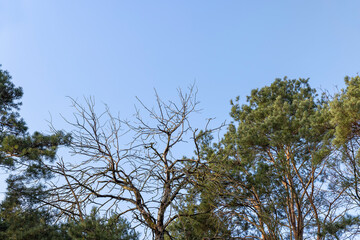 pine trees in early spring in sunny clear weather