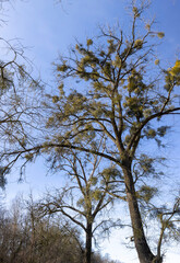 deciduous trees in winter during the day in sunny weather
