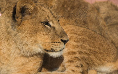 lion cub resting