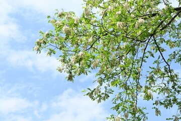 Black locust ( Robinia pseudoacacia ) flowers.
Fabaceae deciduous tree native to North America.
Useful nectar plant. White butterfly-shaped flowers bloom from May to June.