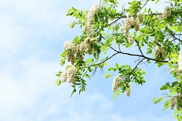 Black locust ( Robinia pseudoacacia ) flowers.
Fabaceae deciduous tree native to North America.
Useful nectar plant. White butterfly-shaped flowers bloom from May to June.