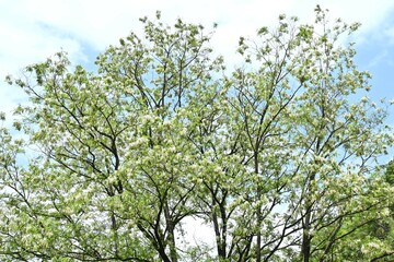 Black locust ( Robinia pseudoacacia ) flowers.
Fabaceae deciduous tree native to North America.
Useful nectar plant. White butterfly-shaped flowers bloom from May to June.