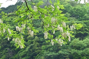 Black locust ( Robinia pseudoacacia ) flowers.
Fabaceae deciduous tree native to North America.
Useful nectar plant. White butterfly-shaped flowers bloom from May to June.