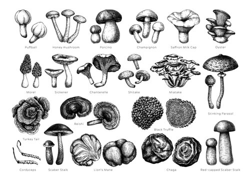 Edible mushrooms vector illustrations collection. Hand drawn food drawings. Forest plants sketches. Perfect for recipe, menu, label, icon, packaging, Magic fungus outlines with names. Botanical set.
