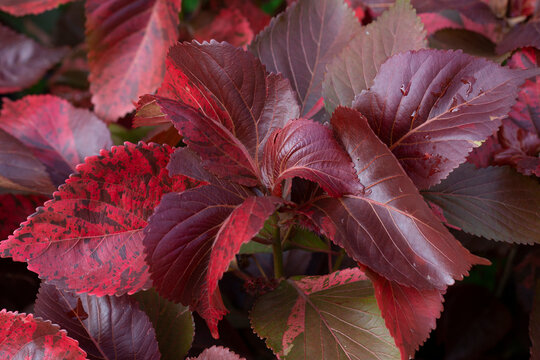 Red leaf Copperleaf or Acalypha wilkesiana or Mosaica ornamental house plant. background of red leaves in summer