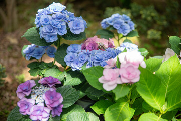 활짝 핀 예쁜 꽃