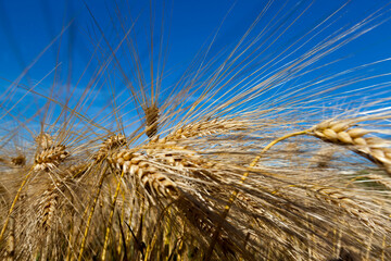 Agricultural field with a large number of yellow cereals
