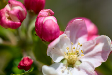 Naklejka na ściany i meble close up with blooming apple flowers in spring time