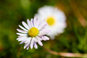 Fototapeta premium the beautiful spring flower on a meadow
