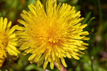 close up with beautiful flowers from the park in a blurred background