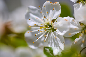 close up with white cherry blossoms during spring