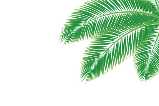 A green leaf of a palm tree on a white background. coconut palm leaf isolated