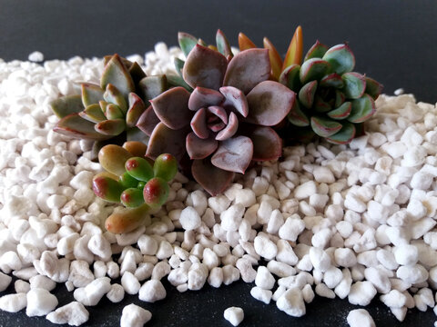 Succulent arrangement on perlite bed with black background