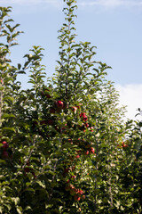 Fototapeta na wymiar Apple orchard with red ripe apples hanging on branches