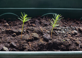 Close up of young sequoia tree seedlings, growing giant sequoia trees from the seed at home