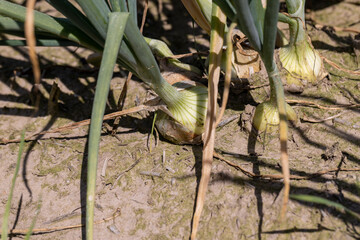 Green onions in the summer , close up