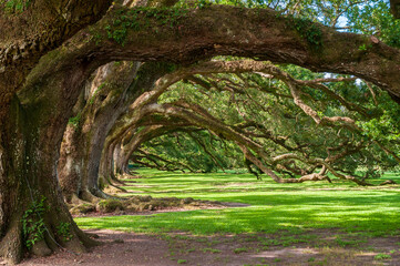 The Oak Alley Plantation in Vacherie, Louisiana