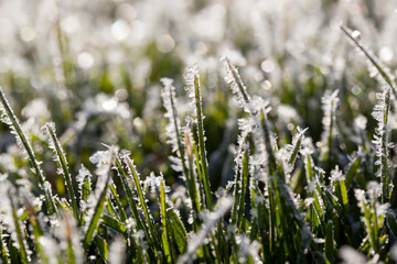 Grass covered with snow and ice in winter