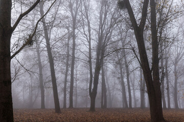 Fototapeta premium tree trunks without foliage in the autumn season