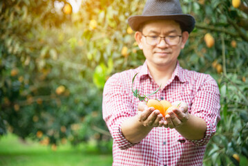 Asian farm man is harvesting his sour and sweet fruit called Marian Plum or Thai Plango or Marian Mango, of Plum Mango in his outdoors fruit garden