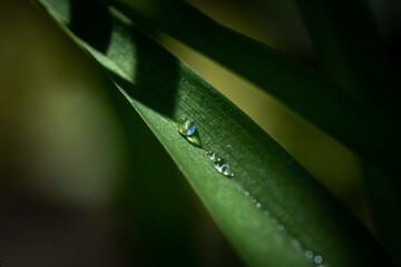 Water drops on grass blade against blurred background, closeup
