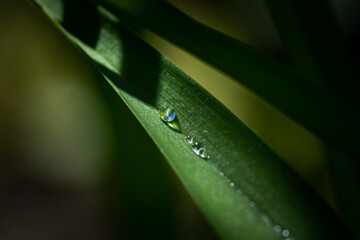 Water drops on grass blade against blurred background, closeup