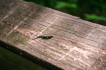 Lizard at Lake Fausse Pointe State Park