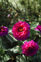 Obraz premium Big pink and purple flower on sunny green background. Some sort of Dahlia maybe