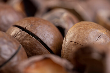 A bunch of ripe macadamia nuts in a hard shell