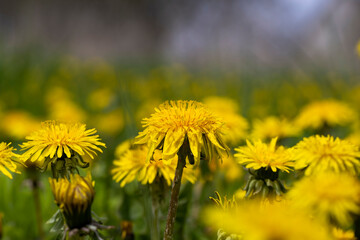 yellow blooming dandelions in the spring season